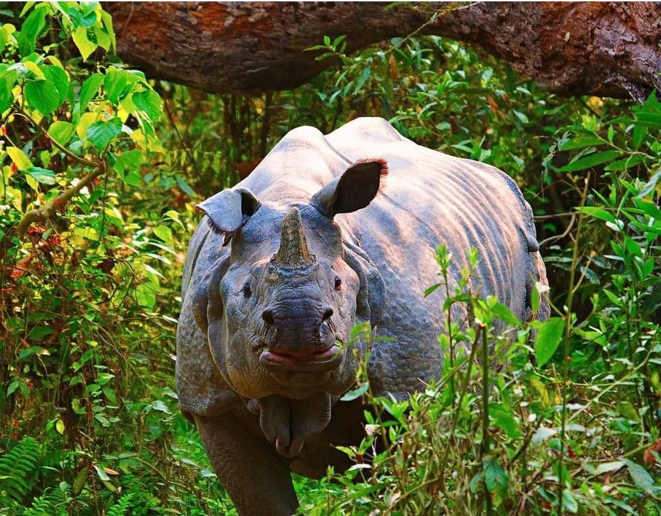 One horned rhino in Chitwan National Park